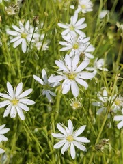 Stellaria angustifolia