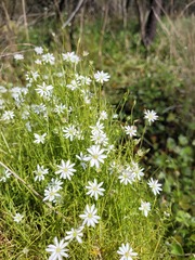 Stellaria angustifolia