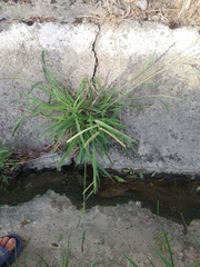 Poaceae