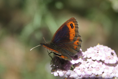 Erebia montanus