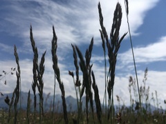 Festuca brunnescens