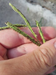 Poaceae