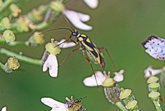 Grypocoris stysi