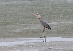 Ardea cinerea