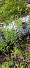 Artemisia tanacetifolia