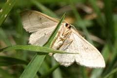 Idaea aversata