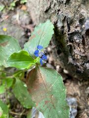 Commelina benghalensis
