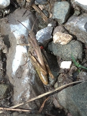 Chorthippus apricarius