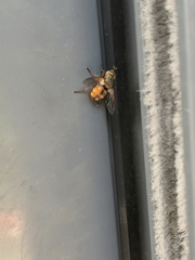 Tachininae