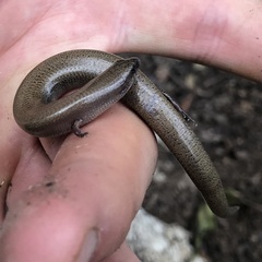 Glaphyromorphus punctulatus