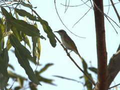 Lichmera indistincta