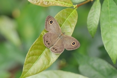 Ypthima baldus