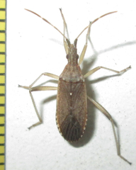 Dicranocephalus