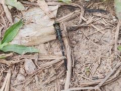 Orthetrum sabina