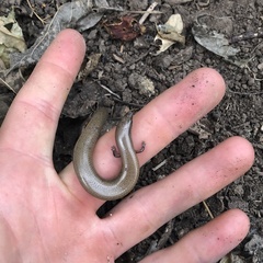 Glaphyromorphus punctulatus