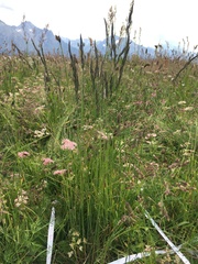 Festuca brunnescens