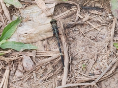 Orthetrum sabina