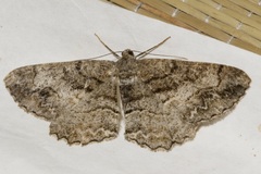 Alcis deversata