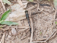 Orthetrum sabina