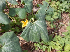 Cucurbita