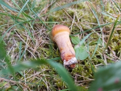 Agaricomycetidae