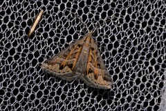 Dichromodes poecilotis