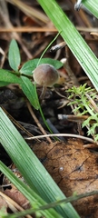 Mycena austrofilopes