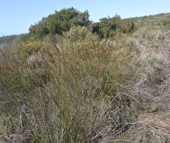 Thamnochortus fraternus