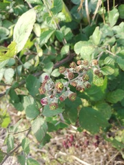 Rubus creticus