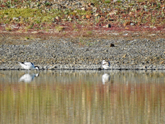 Recurvirostra avosetta