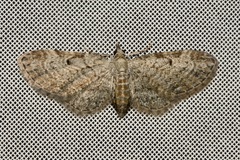 Eupithecia tenuiata