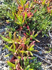 Carpobrotus edulis