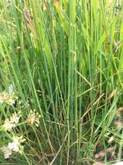 Festuca brunnescens