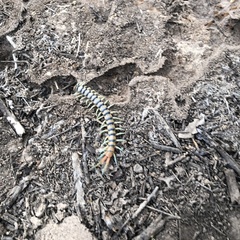 Scolopendra morsitans