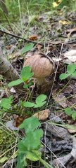 Leccinum duriusculum