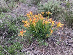 Anigozanthos humilis