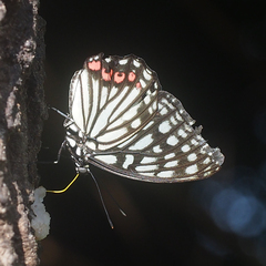 Hestina assimilis