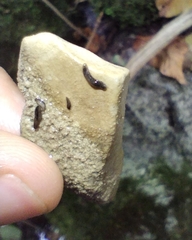 Continenticola