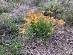 Anigozanthos humilis