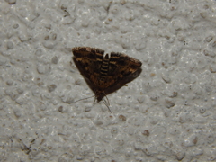 Pyrausta despicata