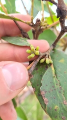 Eucalyptus baxteri
