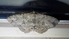 Melanolophia canadaria