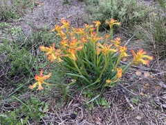 Anigozanthos humilis