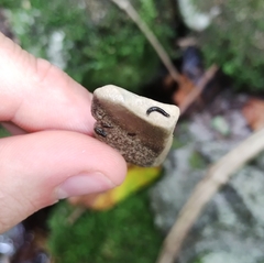 Continenticola