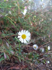 Erigeron karvinskianus