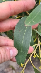 Eucalyptus baxteri