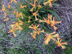 Anigozanthos humilis