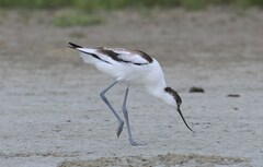 Recurvirostra avosetta