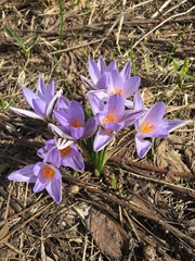 Crocus reticulatus