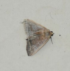 Simplicia cornicalis